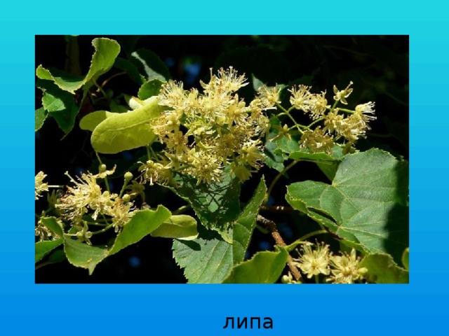 липа 