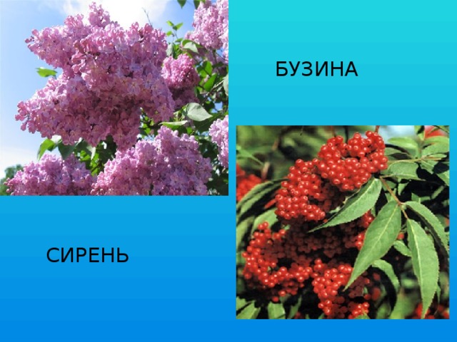  БУЗИНА  СИРЕНЬ 