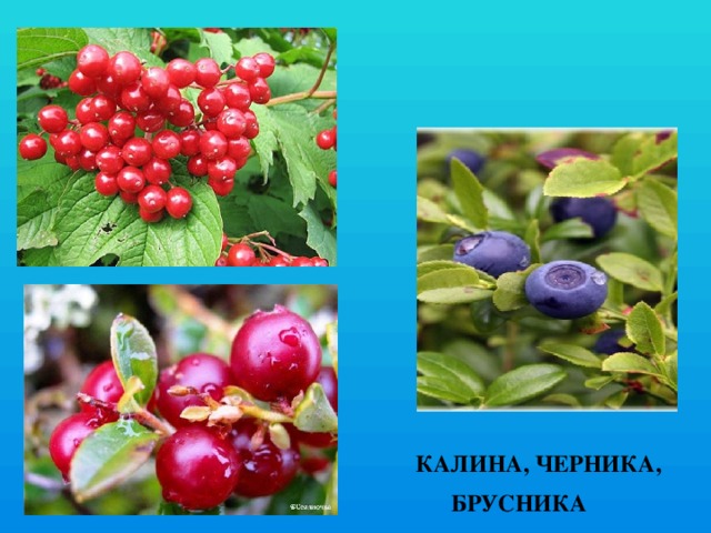  КАЛИНА, ЧЕРНИКА,  БРУСНИКА 