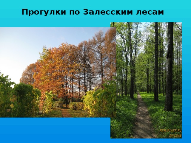 Прогулки по Залесским лесам  