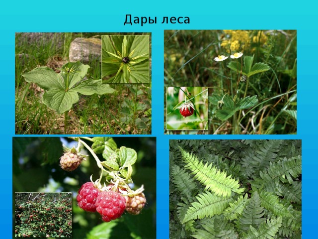 Дары леса 