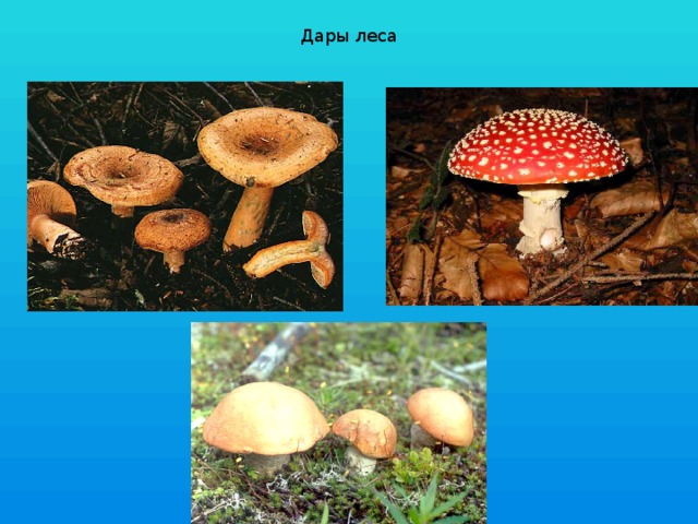Дары леса 
