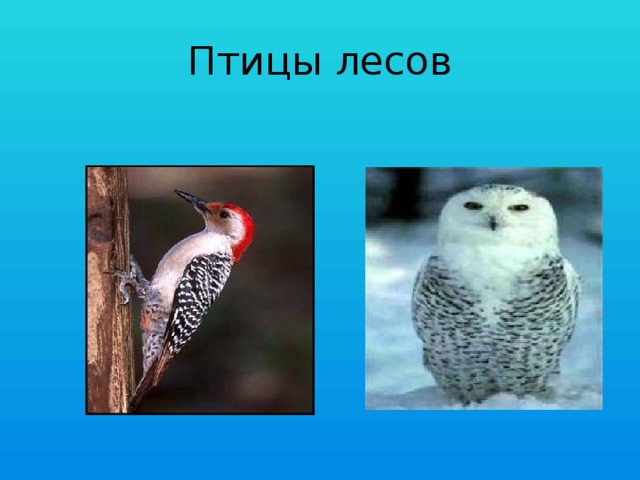 Птицы лесов 