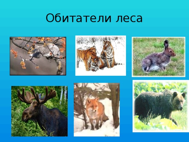 Обитатели леса 