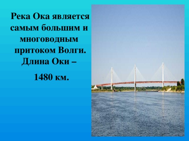 Река Ока является самым большим и многоводным притоком Волги. Длина Оки –  1480 км. 