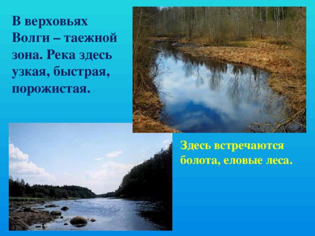 В верховьях Волги – таежной зона. Река здесь узкая, быстрая, порожистая. Здесь встречаются болота, еловые леса. 