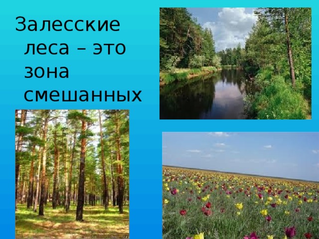 Залесские леса – это зона смешанных лесов, степей. 