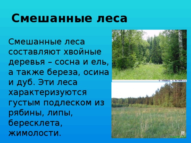 Смешанные леса Смешанные леса составляют хвойные деревья – сосна и ель, а также береза, осина и дуб. Эти леса характеризуются густым подлеском из рябины, липы, бересклета, жимолости. 