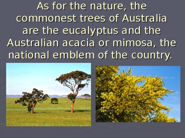 As for the nature, the commonest trees of Australia are the eucalyptus and the Australian acacia or mimosa, the national emblem of the country. 