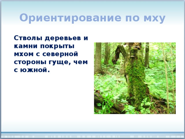 Ориентирование по мху Стволы деревьев и камни покрыты мхом с северной стороны гуще, чем с южной. 