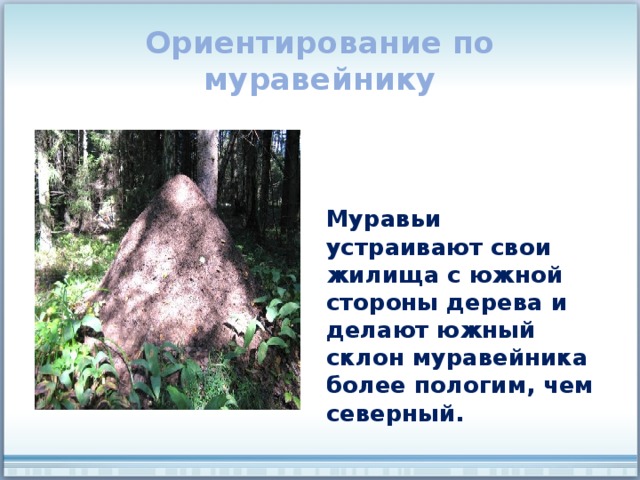 Ориентирование по муравейнику Муравьи устраивают свои жилища с южной стороны дерева и делают южный склон муравейника более пологим, чем северный. 