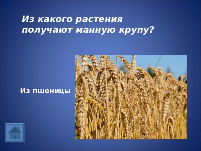 Из какого растения получают манную крупу? Из пшеницы 
