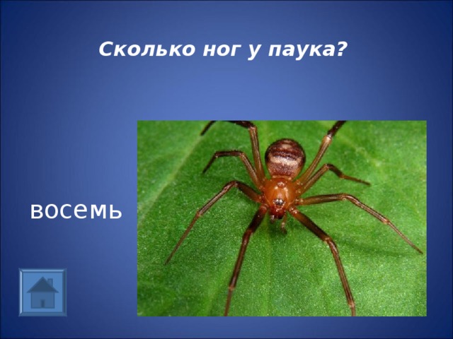 Сколько ног у паука? восемь 