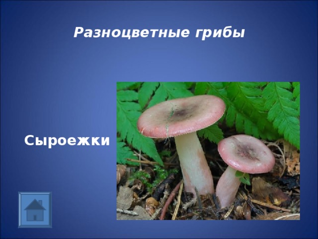 Разноцветные грибы Сыроежки 