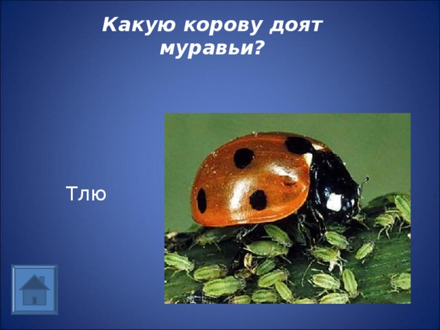 Какую корову доят муравьи? Тлю 