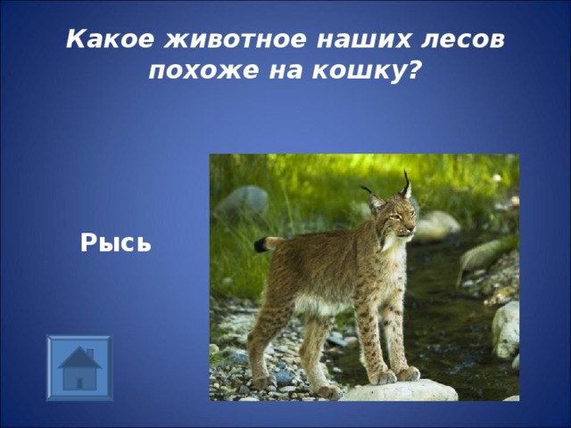 Какое животное наших лесов похоже на кошку?   Рысь 