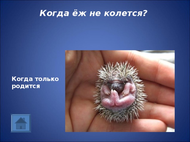 Когда ёж не колется? Когда только родится 