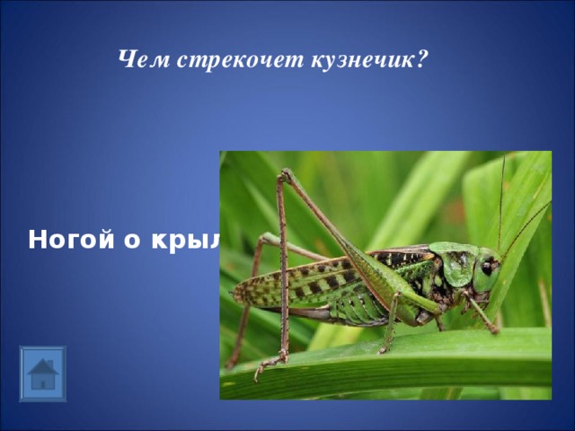Чем стрекочет кузнечик? Ногой о крыло 