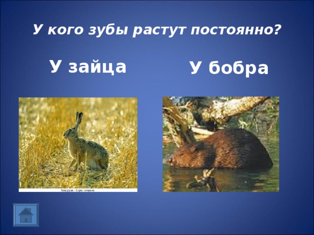 У кого зубы растут постоянно? У бобра  У зайца 