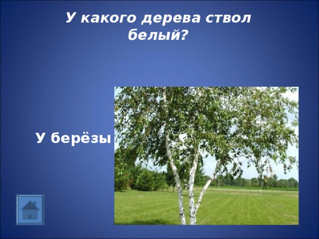 У какого дерева ствол белый?  У берёзы 
