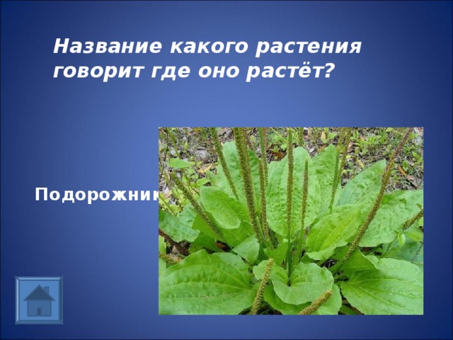 Название какого растения говорит где оно растёт? Подорожник 