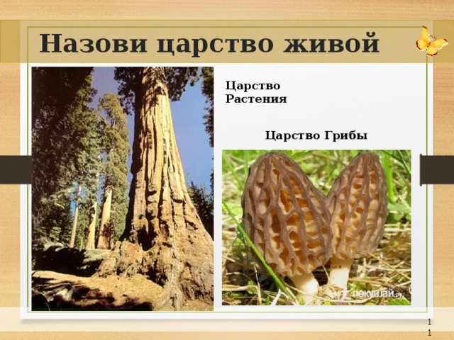 Назови царство живой природы Царство Растения Царство Грибы 7 