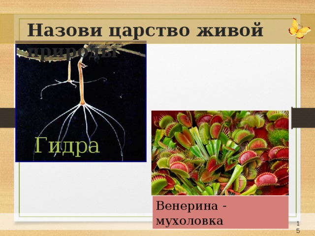 Назови царство живой природы Гидра Венерина - мухоловка 14 