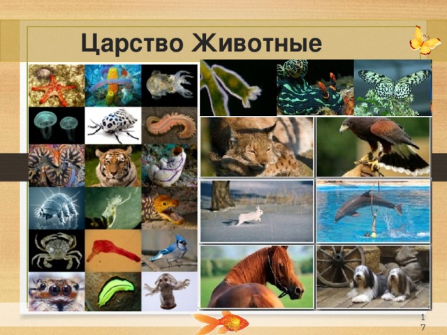 Царство Животные 16 