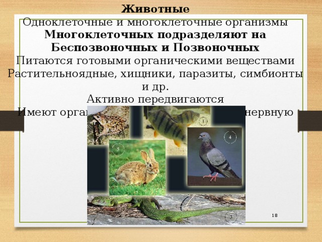 Животные  Одноклеточные и многоклеточные организмы Многоклеточных подразделяют на Беспозвоночных и Позвоночных  Питаются готовыми органическими веществами  Растительноядные, хищники, паразиты, симбионты и др.  Активно передвигаются  Имеют органы дыхания, пищеварения, нервную систему 17 