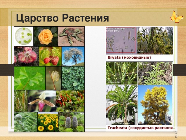 Царство Растения 17 