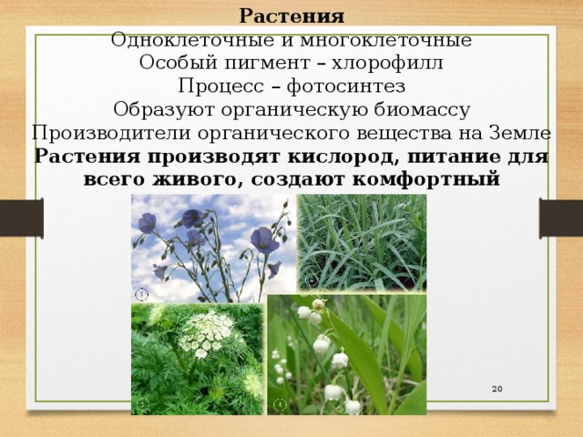 Растения  Одноклеточные и многоклеточные  Особый пигмент – хлорофилл  Процесс – фотосинтез  Образуют органическую биомассу  Производители органического вещества на Земле Растения производят кислород, питание для всего живого, создают комфортный микроклимат . 19 
