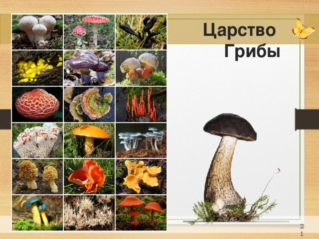 Царство Грибы 19 