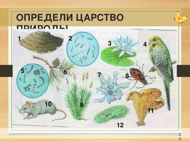 ОПРЕДЕЛИ ЦАРСТВО ПРИРОДЫ 2 1 3 4 5 6 7 8 10 9 11 12 23 