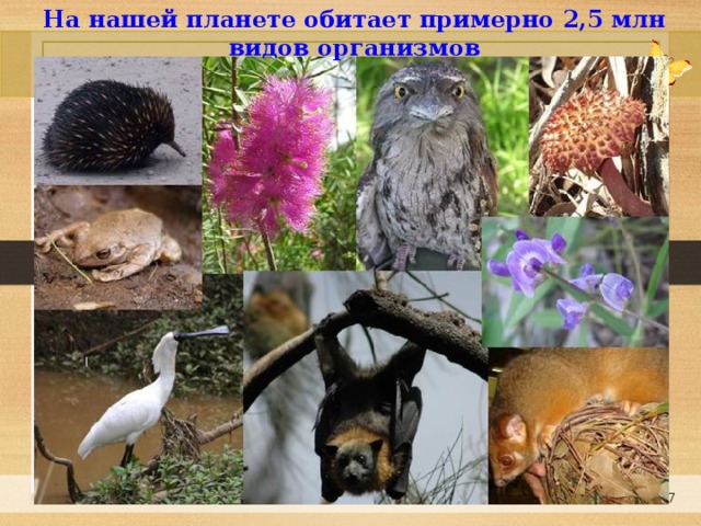 На нашей планете обитает примерно 2,5 млн видов организмов 6 