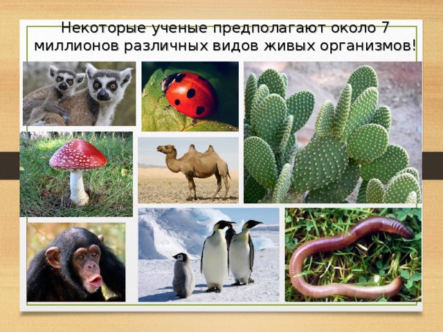 Некоторые ученые предполагают около 7 миллионов различных видов живых организмов! 7 