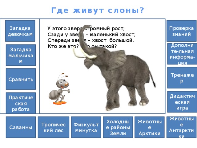 Где живут слоны? Загадка Проверка знаний девочкам У этого зверя огромный рост, Сзади у зверя – маленький хвост, Спереди зверя – хвост большой. Кто же это? Кто он такой? Дополните-льная информа-ция Загадка мальчикам Тренажер Сравнить Дидактическая игра Практическая работа Физкультминутка Саванны Животные Антарктики Животные Арктики Холодные районы Тропический лес Земли 