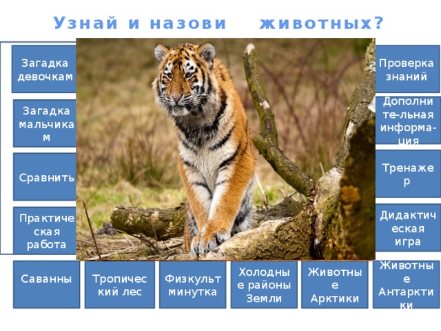 Узнай и назови животных? Проверка знаний Загадка девочкам Дополните-льная информа-ция Загадка мальчикам Тренажер Сравнить Дидактическая игра Практическая работа Саванны Животные Арктики Холодные районы Физкультминутка Тропический лес Животные Антарктики Земли 