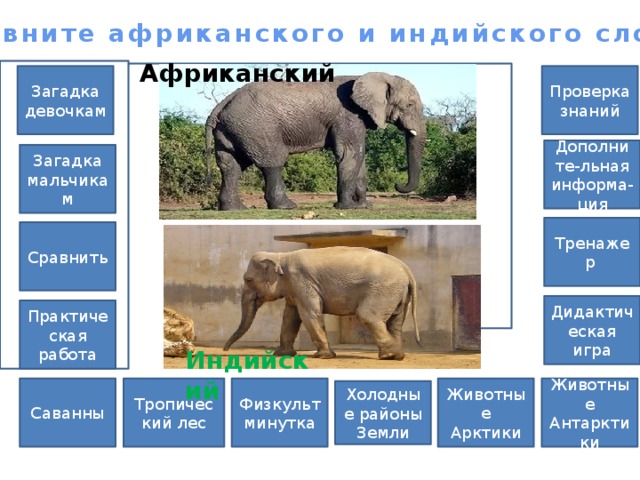 Сравните африканского и индийского слона. Африканский Проверка знаний Загадка девочкам Дополните-льная информа-ция Загадка мальчикам Тренажер Сравнить Дидактическая игра Практическая работа Индийский Саванны Животные Антарктики Животные Арктики Физкультминутка Тропический лес Холодные районы Земли 