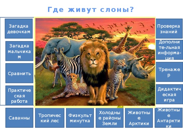Где живут слоны? Проверка знаний Загадка девочкам Дополните-льная информа-ция Загадка мальчикам Тренажер Сравнить Дидактическая игра Практическая работа Саванны Холодные районы Животные Антарктики Животные Арктики Тропический лес Физкультминутка Земли 