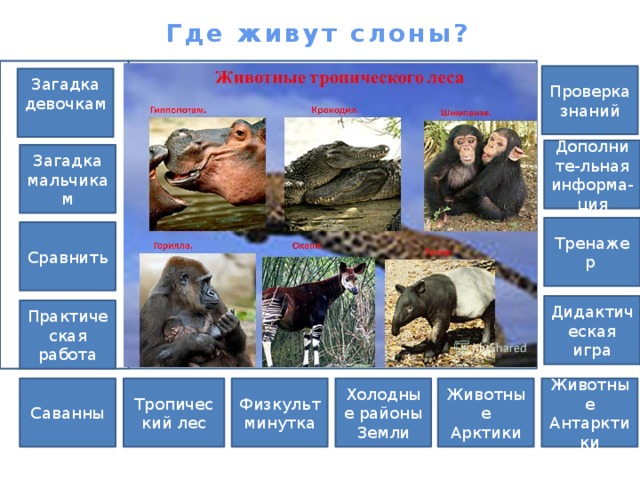 Где живут слоны? Проверка знаний Загадка девочкам Дополните-льная информа-ция Загадка мальчикам Тренажер Сравнить Дидактическая игра Практическая работа Физкультминутка Саванны Животные Антарктики Животные Арктики Холодные районы Тропический лес Земли 
