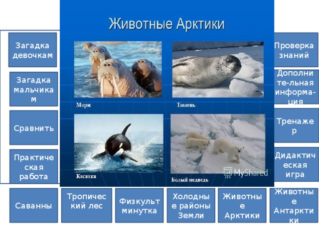 Животные Арктики Проверка знаний Загадка девочкам Дополните-льная информа-ция Загадка мальчикам Тренажер Сравнить Дидактическая игра Практическая работа Тропический лес Животные Антарктики Животные Арктики Холодные районы Физкультминутка Саванны Земли 