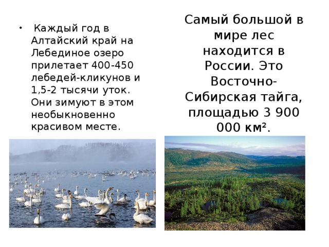 Самый большой в мире лес находится в России. Это Восточно-Сибирская тайга, площадью 3 900 000 км².  Каждый год в Алтайский край на Лебединое озеро прилетает 400-450 лебедей-кликунов и 1,5-2 тысячи уток. Они зимуют в этом необыкновенно красивом месте. 