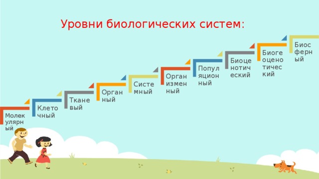 Уровни биологических систем: Биосферный Биогеоценотический Биоценотический Популяционный Организменный Системный Органный Тканевый Клеточный Молекулярный 