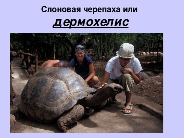 Слоновая черепаха или дермохелис
