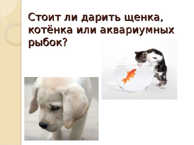 Стоит ли дарить щенка, котёнка или аквариумных рыбок? 