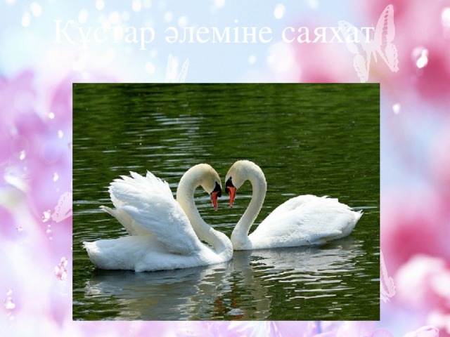 Құстар әлеміне саяхат 