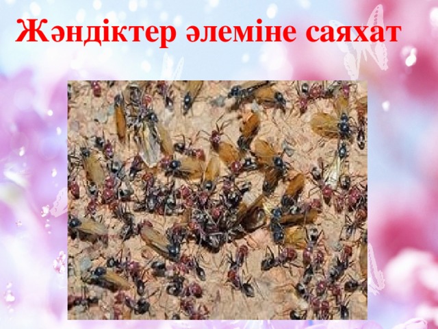 Жәндіктер әлеміне саяхат 