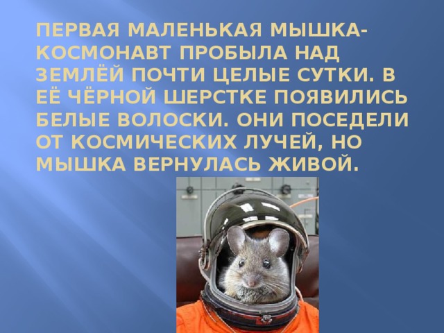 Первая маленькая мышка-космонавт пробыла над Землёй почти целые сутки. В её чёрной шерстке появились белые волоски. Они поседели от космических лучей, но мышка вернулась живой. 