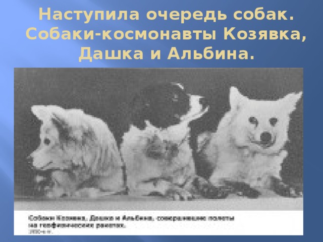 Наступила очередь собак. Собаки-космонавты Козявка, Дашка и Альбина.   