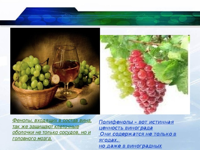 Фенолы, входящих в состав вина, так же защищают клеточные оболочки не только сосудов, но и головного мозга. Полифенолы – вот истинная ценность винограда  Они содержатся не только в ягодах, но даже в виноградных косточках . 